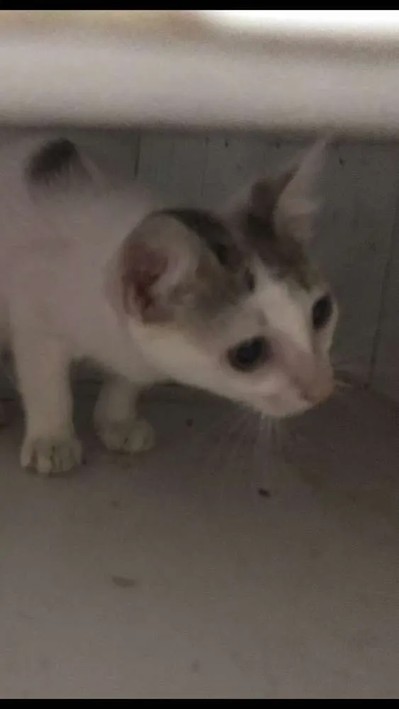 Gato ra a Branco misto idade 7 a 11 meses nome Anitta