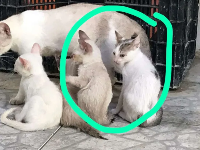 Gato ra a Branco misto idade 7 a 11 meses nome Anitta