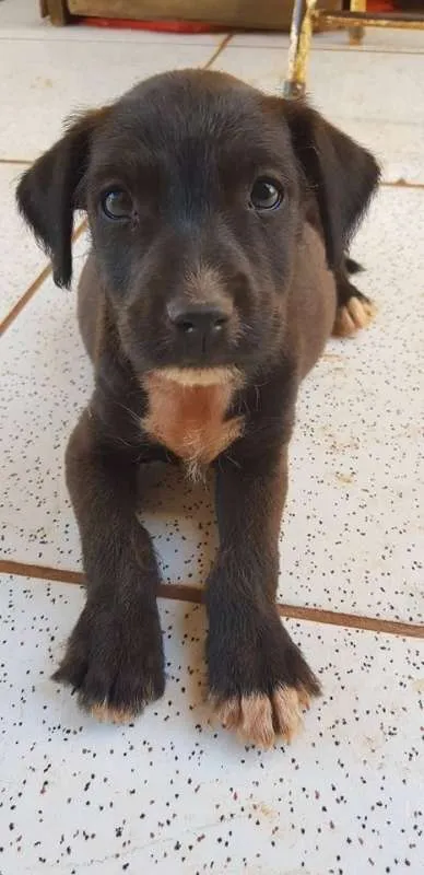 Cachorro ra a SRD idade Abaixo de 2 meses nome sem nome