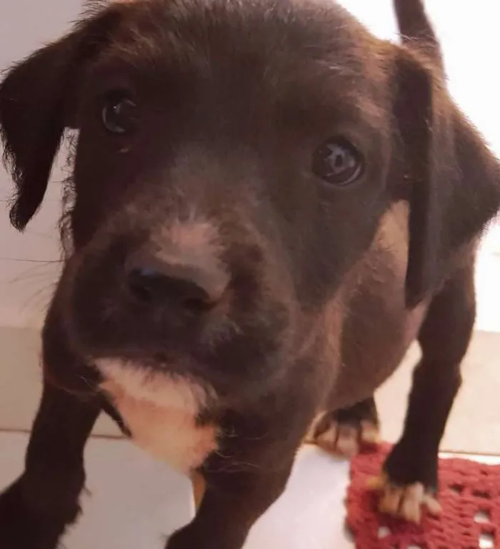 Cachorro ra a SRD idade Abaixo de 2 meses nome sem nome