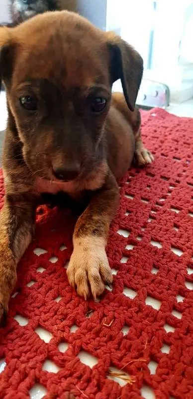 Cachorro ra a SRD idade Abaixo de 2 meses nome sem nome