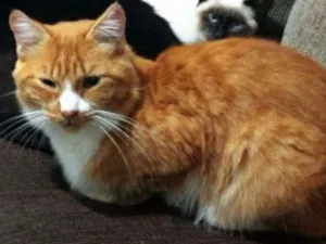 Gato raça SRD idade 1 ano nome Alex