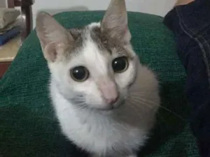 Gato raça Branco misto idade 7 a 11 meses nome Anitta