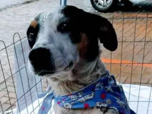 Cachorro raça SRD idade 1 ano nome Kira