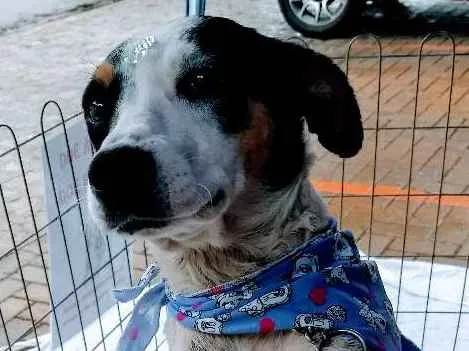 Cachorro ra a SRD idade 1 ano nome Kira