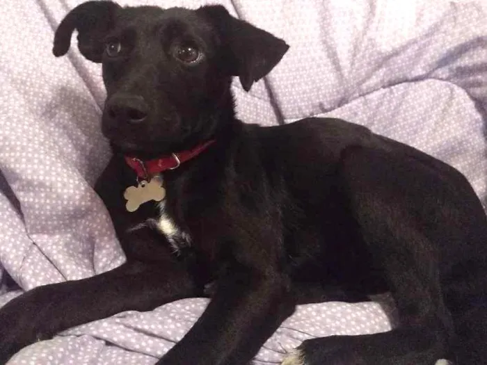 Cachorro ra a Srd idade 7 a 11 meses nome Cora