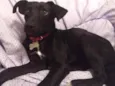 Cora
