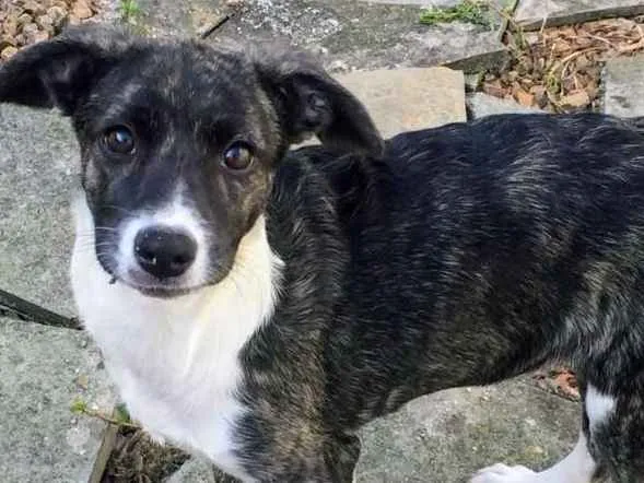 Cachorro ra a Srd idade 2 a 6 meses nome Kika