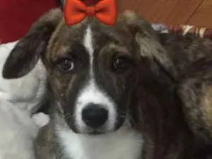 Cachorro raça Srd idade 2 a 6 meses nome Mindy