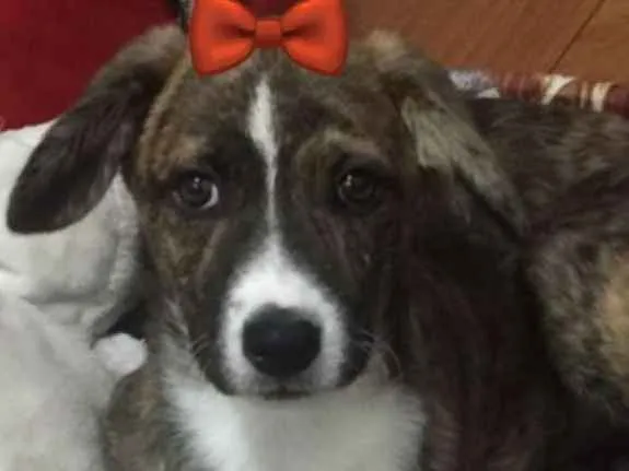 Cachorro ra a Srd idade 2 a 6 meses nome Mindy