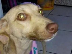 Cachorro raça Sem categoria idade 2 a 6 meses nome Laila
