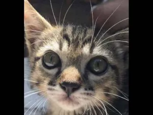 Gato raça SRD idade 2 a 6 meses nome Piteko