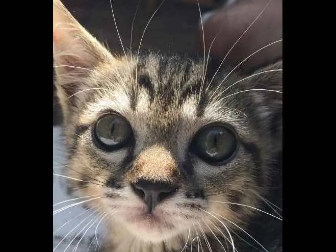 Gato ra a SRD idade 2 a 6 meses nome Piteko