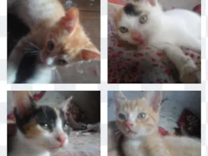 Gato raça Misturado idade 2 a 6 meses nome Pirulito