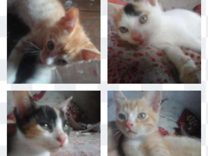 Gato ra a Misturado idade 2 a 6 meses nome Pirulito