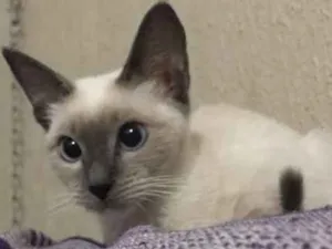 Gato raça Siamês  idade 7 a 11 meses nome Bruna Marquezine