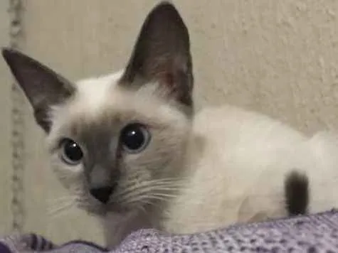 Gato ra a Siamês  idade 7 a 11 meses nome Bruna Marquezine