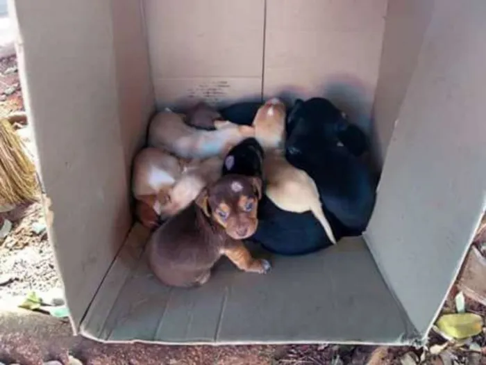 Cachorro ra a sem raça definida idade Abaixo de 2 meses nome SEM NOME