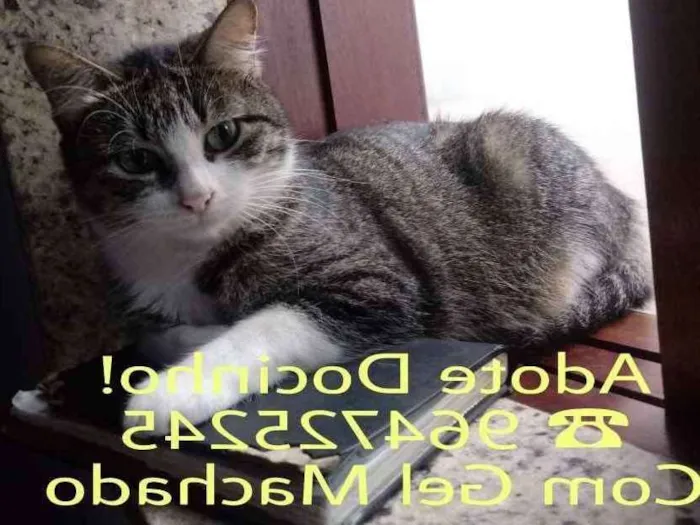 Gato ra a Srd idade 1 ano nome Docinho