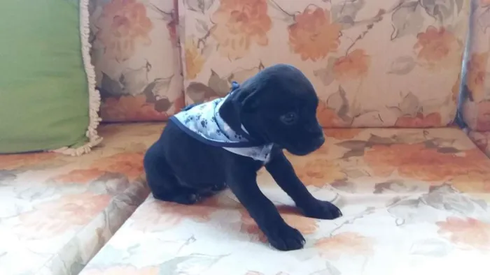 Cachorro ra a SRD idade Abaixo de 2 meses nome Pirulito