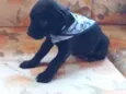 Pirulito