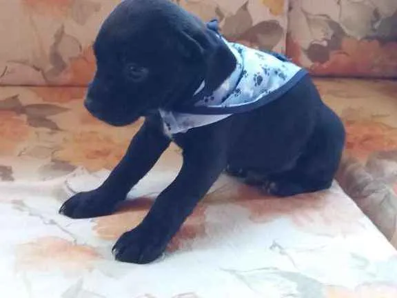 Cachorro ra a SRD idade Abaixo de 2 meses nome Pirulito