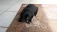 Gordo