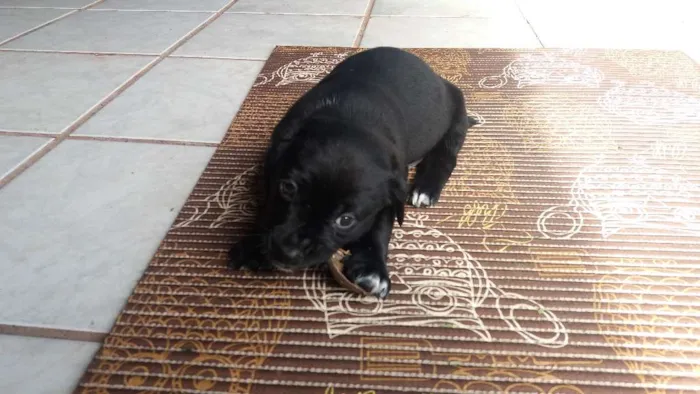 Cachorro ra a SRD idade Abaixo de 2 meses nome Gordo