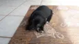 Gordo