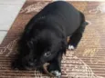 Gordo
