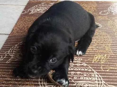 Cachorro ra a SRD idade Abaixo de 2 meses nome Gordo