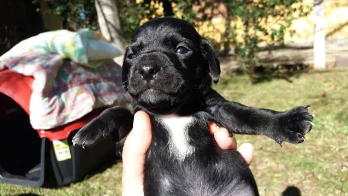 Cachorro ra a SRD idade Abaixo de 2 meses nome Gordo