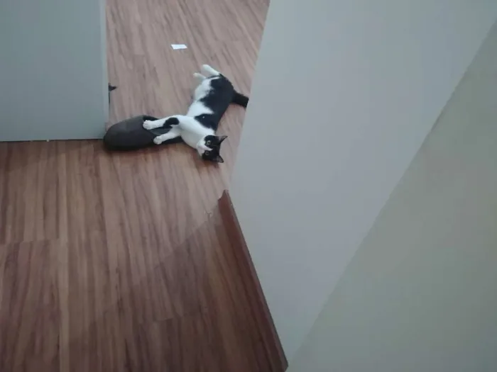 Gato ra a Vira lata idade 1 ano nome Eva