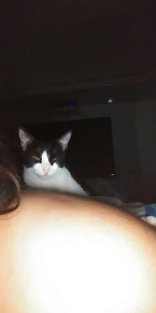 Gato ra a Vira lata idade 1 ano nome Eva