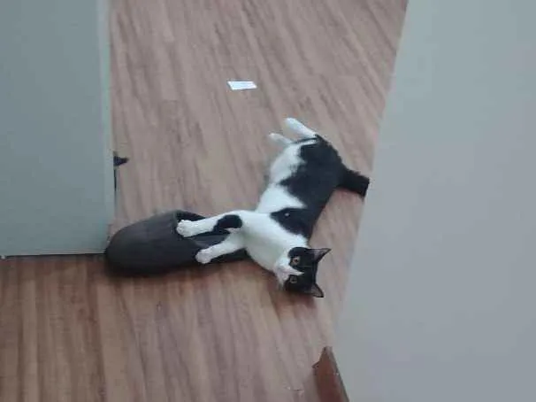 Gato ra a Vira lata idade 1 ano nome Eva
