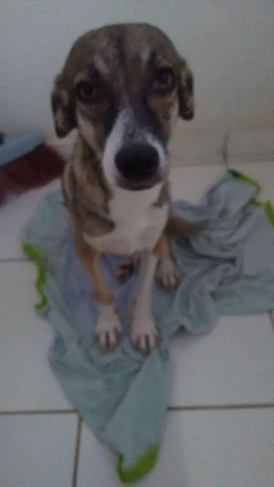 Cachorro ra a Indefinida idade 2 anos nome Aruna