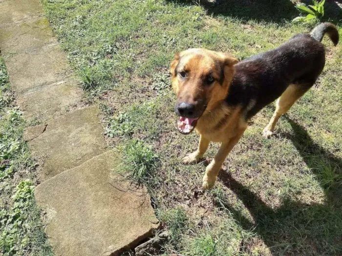 Cachorro ra a Pastor alemao idade 1 ano nome Paco