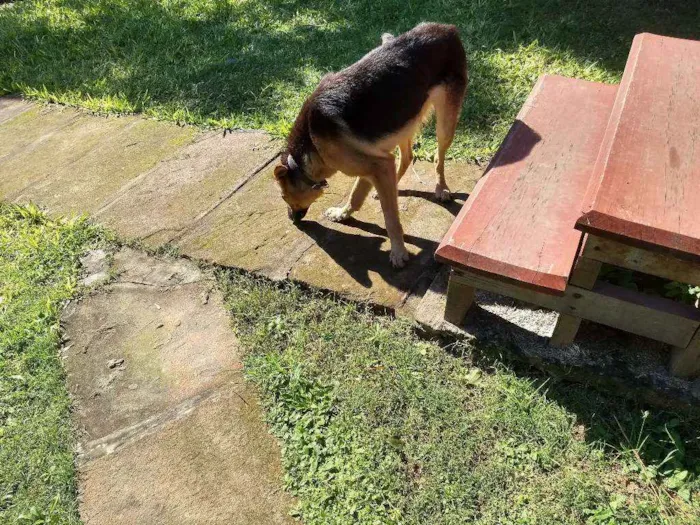 Cachorro ra a Pastor alemao idade 1 ano nome Paco