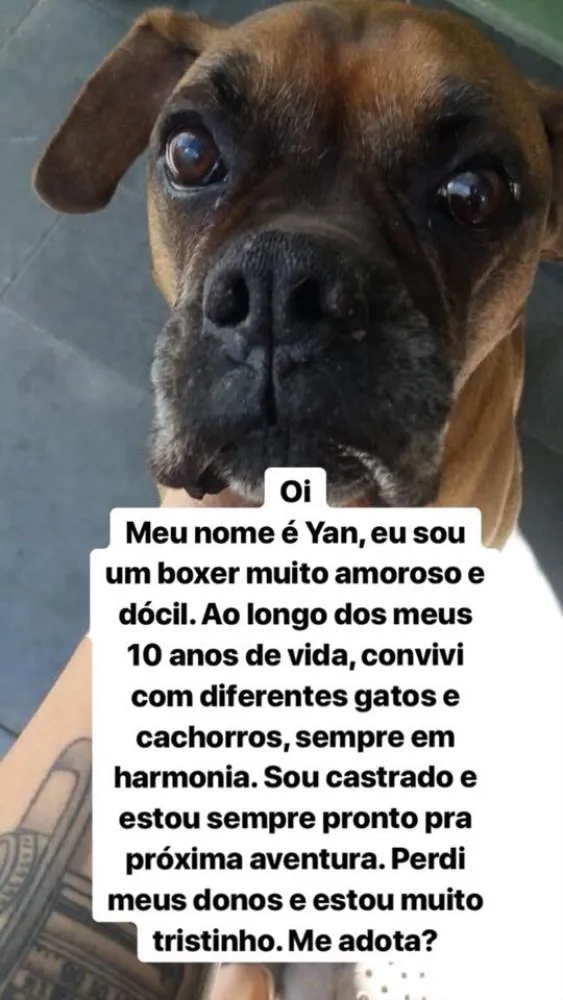 Cachorro ra a Boxer idade 6 ou mais anos nome YAn