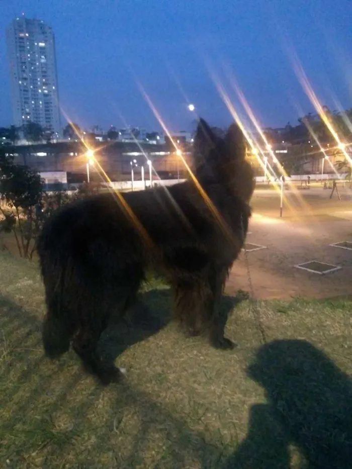 Cachorro ra a Poodle  idade 1 ano nome Torrão