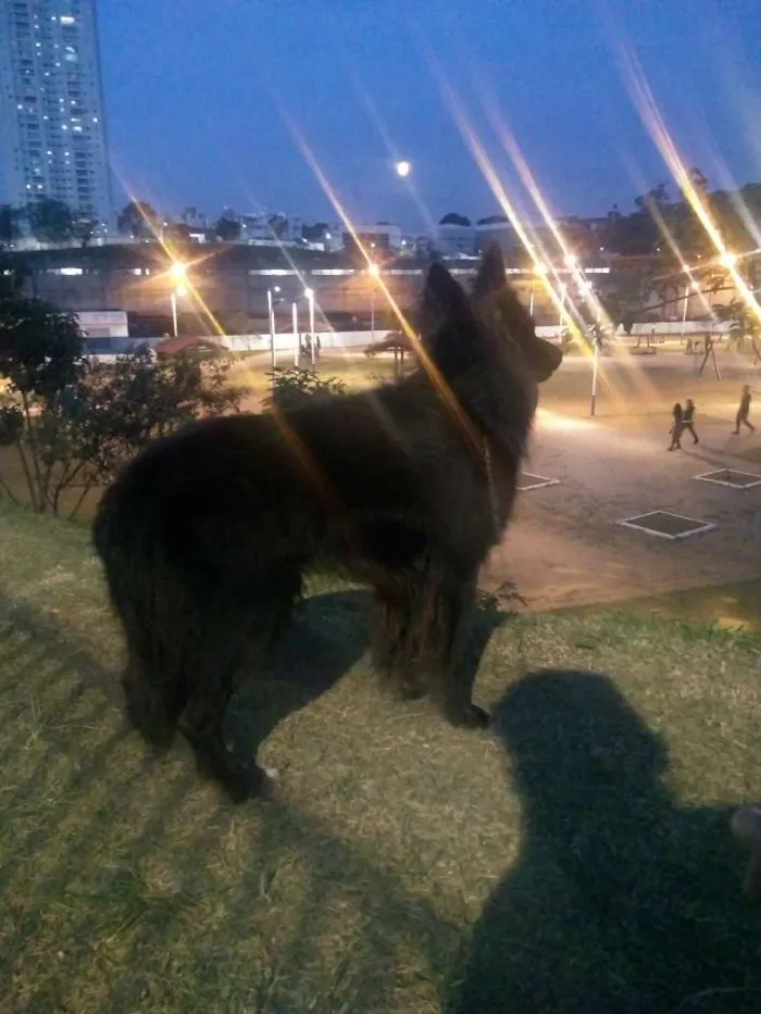 Cachorro ra a Poodle  idade 1 ano nome Torrão