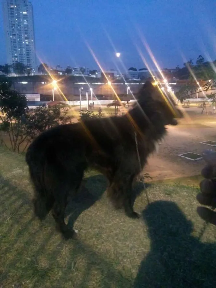 Cachorro ra a Poodle  idade 1 ano nome Torrão