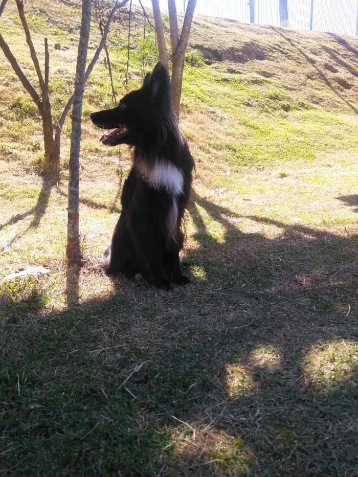 Cachorro ra a Poodle  idade 1 ano nome Torrão