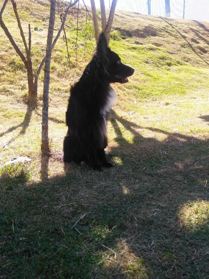 Cachorro ra a Poodle  idade 1 ano nome Torrão