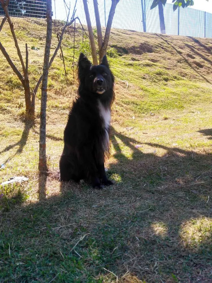 Cachorro ra a Poodle  idade 1 ano nome Torrão