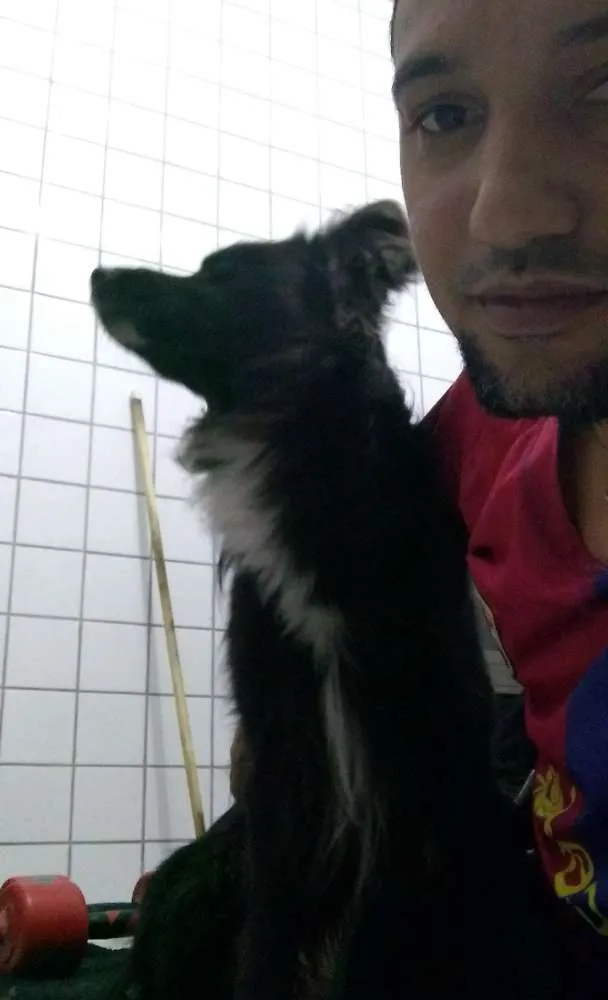 Cachorro ra a Poodle  idade 1 ano nome Torrão