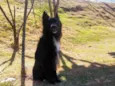 Torrão