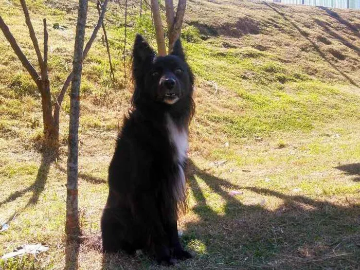Cachorro ra a Poodle  idade 1 ano nome Torrão