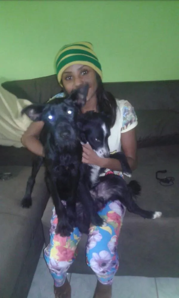 Cachorro raça lavrador  idade 2 a 6 meses nome bidu