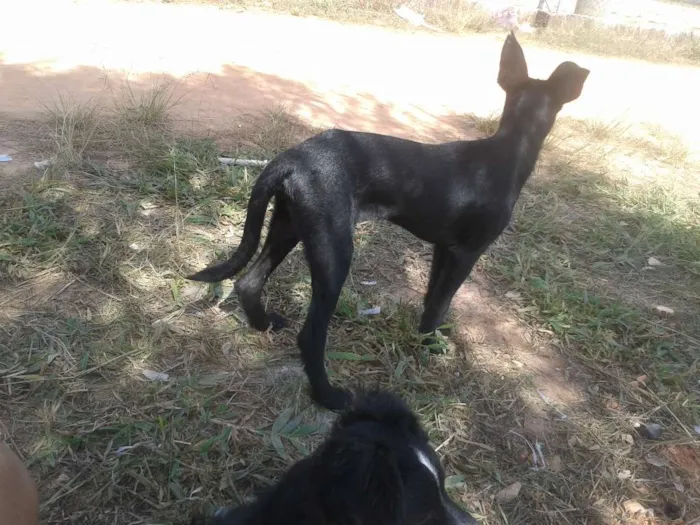 Cachorro raça lavrador  idade 2 a 6 meses nome bidu